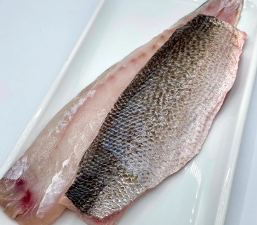 Weakfish - Speckled Trout